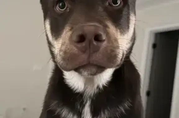 Found dog Fort Oglethorpe, photo: Found Собака Male, Battlebluff Drive, 52, Fort Oglethorpe - black and tan, pointy ears