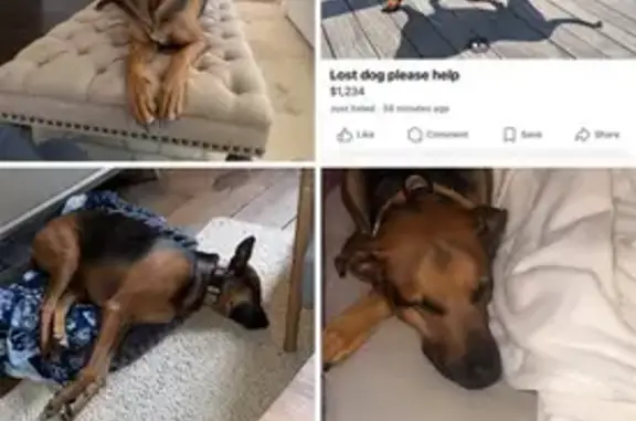 Lost Собака, Tamarack Lane, 57, Banner Elk - Doberman German Shepherd mix - photo