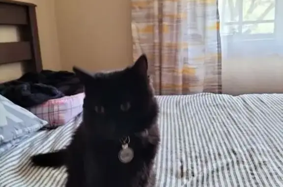 Missing cat , photo: Lost Black Cat: Beatrix in Pretoria