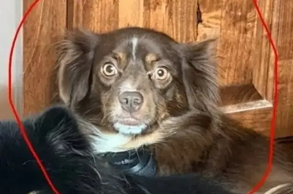 Lost Собака, Dry Creek, Louisiana - Pregnant red tri female - photo