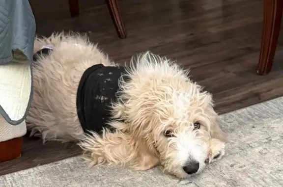 Lost Dog, Eastfall Street, Kernersville - Large Goldendoodle - photo