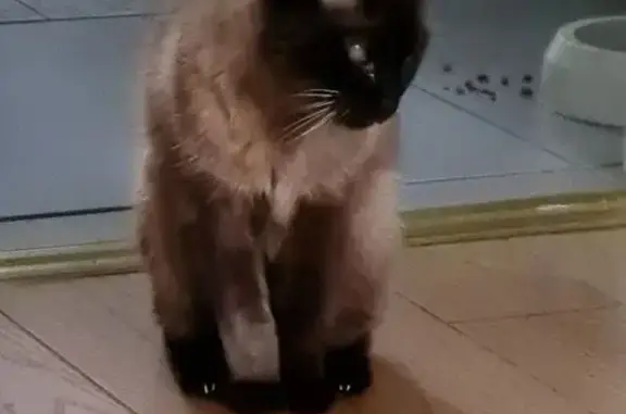 Chat trouvé Vertou, photo: Chat siamois âgé perdu à Vertou