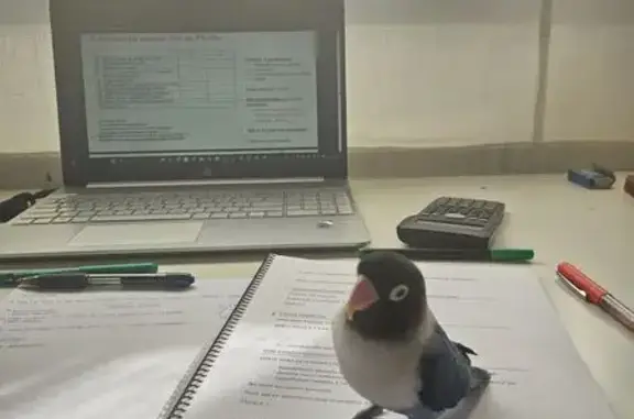 Ave Perdida: Azul, Blanco y Negro en Leganés