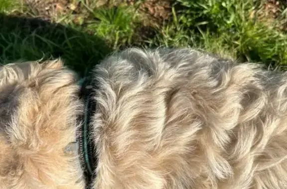 Animaux trouvés , photo: Golden Retriever sable trouvé à Marçay
