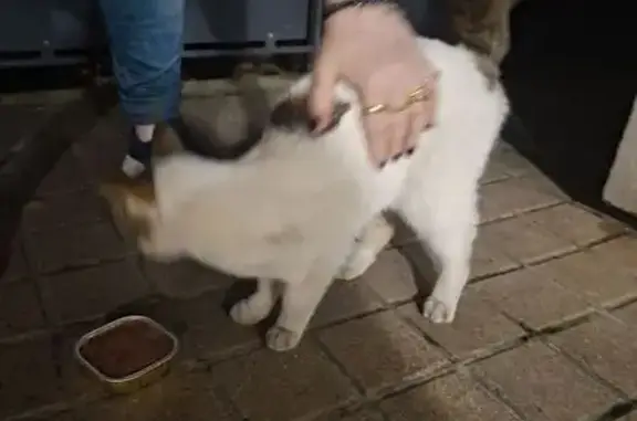 Animaux trouvés Reims, photo: Chat trouvé mince blanc/tigré à Reims