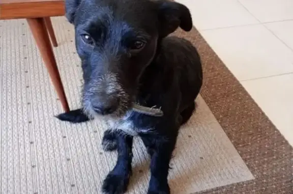 Perro negro con collar hallado...