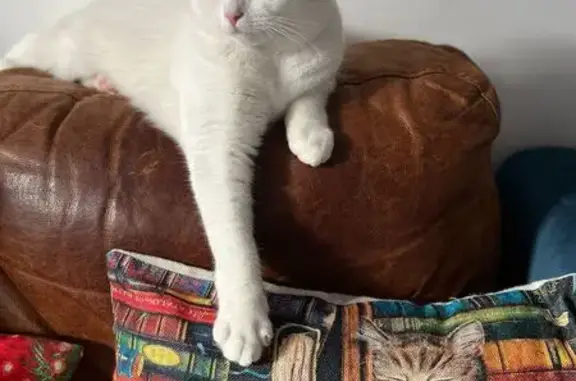 Lost White Cat with Neck Wound - Blantyre