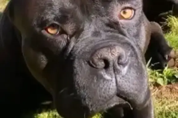 Lost Собака, Manuku Street, 84-523, Waianae - black pit bull with white on his chest - photo