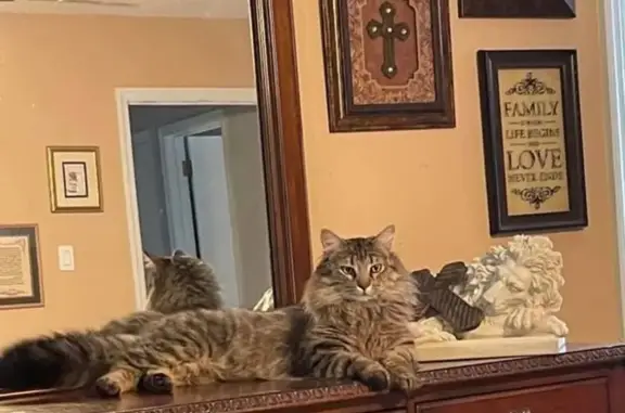 Lost Кошка, Greenbank Road, 6113, North Little Rock - chipped - photo