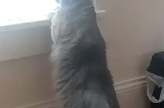 Lost male cat, Stony Point, North Carolina - grey with white patch - photo