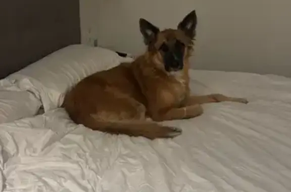 Perros perdidos, , foto: Perra perdida: mezcla de pastor belga en Vall de Uxó