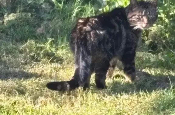 Animaux trouvés Plouha, photo: Chat sociable trouvé, très maigre, Plouha
