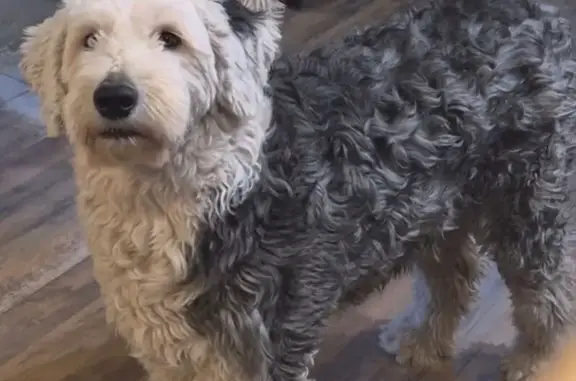 Lost Собака Female, Fairplay, Colorado - Old English Sheepdog - photo