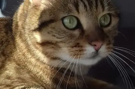 Chat perdu, , photo: Chat tigré beige 8 ans perdu Blancs-Coteaux
