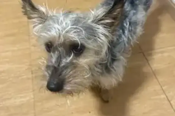 Se busca: Perro perdido en Santa María