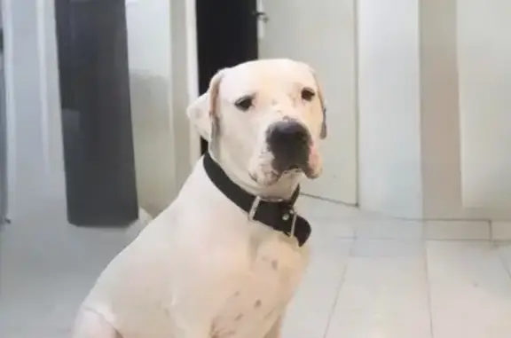 Chien perdu Tourrette-Levens, photo : Dogue argentin blanc perdu à Tourrette-Levens