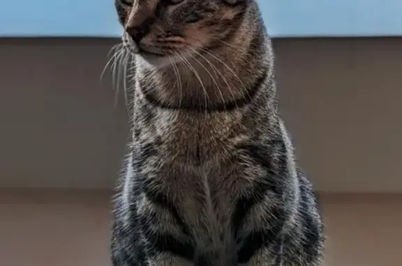 Chat tigré perdu à Angers - photo