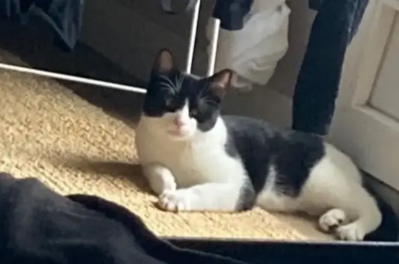 Chat perdu, Saint-Malo, photo: Chat noir et blanc perdu à Saint-Malo