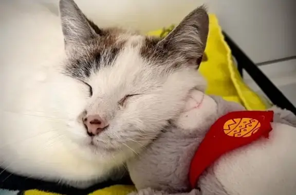 Chatte blanche 10 mois perdue Frayssinet - photo