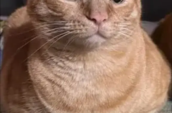 ¡Gato Naranja Perdido en Palma! Ayuda Urgente