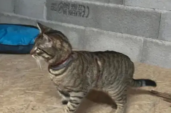 Animaux trouvés , photo: Chat mâle tigré trouvé à Ébreuil