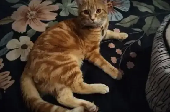 Lost Кошка, Roosevelt Avenue, 521, National City, Arlington - orange cat, short hair - photo