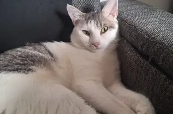 Animaux perdus Amiens, photo: Moon, chat blanc et gris perdu à Amiens