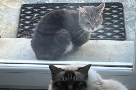 Animaux trouvés , photo: Chat trouvé, peureux, maigre à Caudan