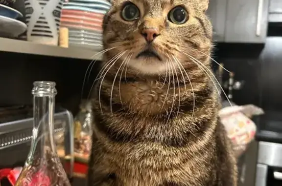 Chat perdu, , photo: Chat tigré noir-marron disparu à Brive
