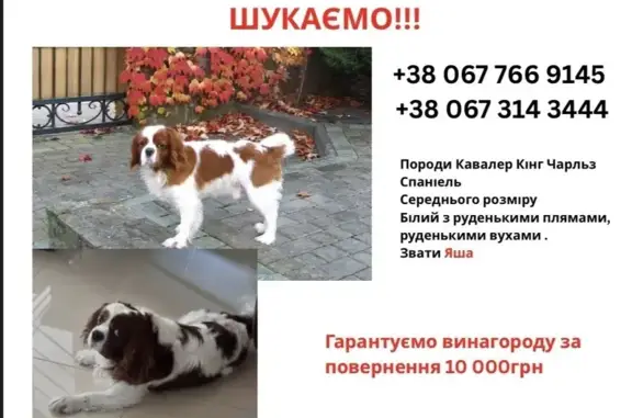 Зникла собака в Городку: допоможіть знайти!