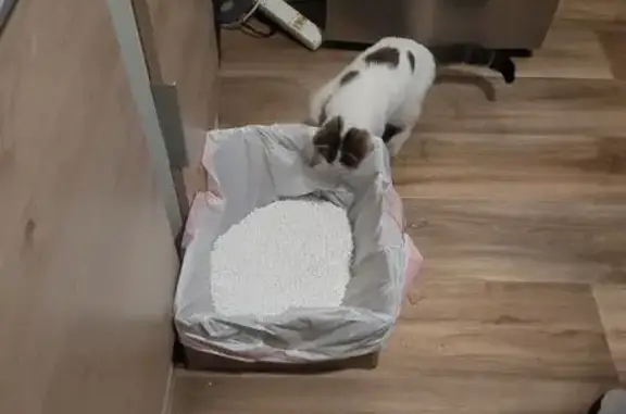 Animaux trouvés Reims, photo: Chat trouvé : minette blanche et tigrée à Reims