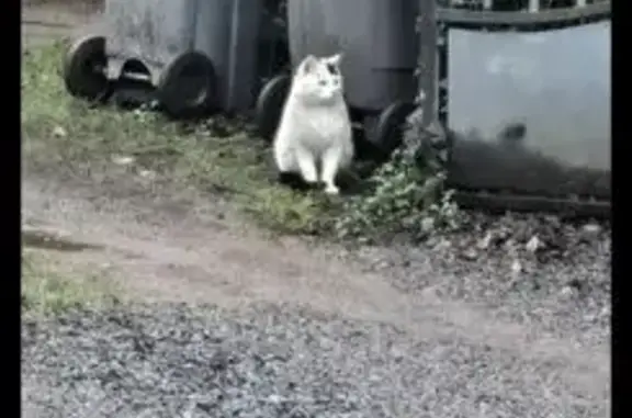 Chat trouvé Vieux-Condé, photo: Chat trouvé blanc tacheté noir, Vieux-Condé