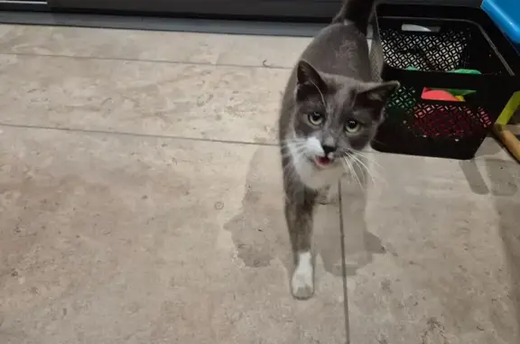 Animaux trouvés Moirans, photo: Chat gris et blanc avec collier noir à Moirans