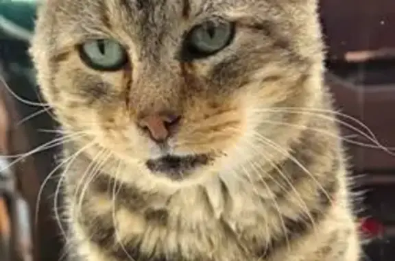 Animaux perdus , photo: Chat perdu à Minversheim le 28 septembre
