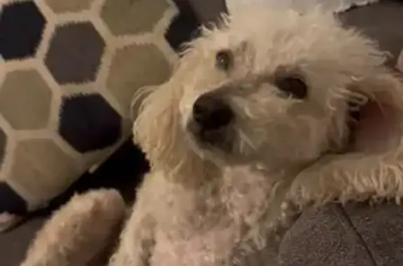 Lost Собака, Natches Drive, 1517, Arlington - Male poodle named Toby - photo