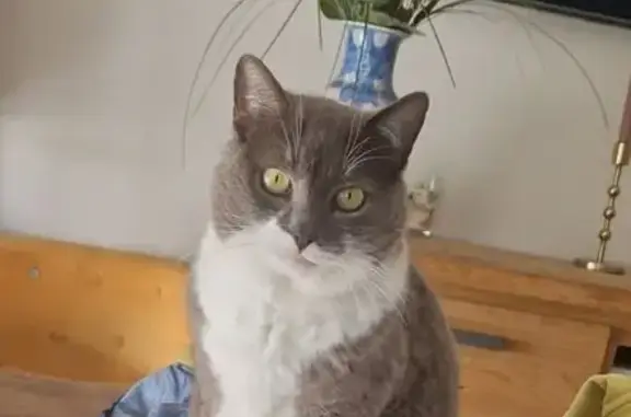 Chatte grise-blanche perdue à Landeleau - photo