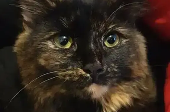 Lost Tortoiseshell Cat: Star on Ross Ave