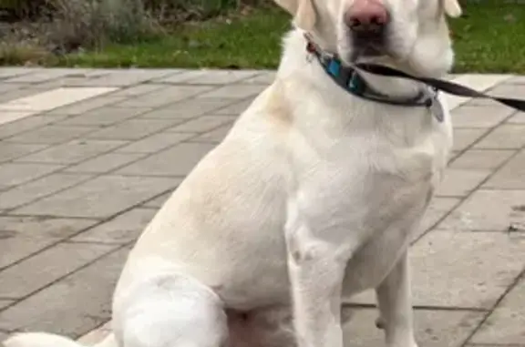 Зникла собака, Брюховичі