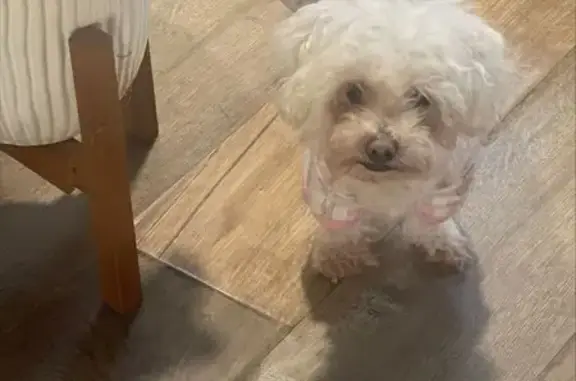 Lost Собака, East 99th Street, 347, Los Angeles - mini maltese, white - photo