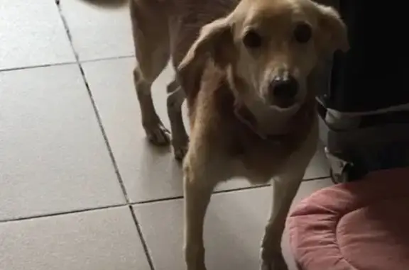 Cachorro perdido Fêmea (brl002406) - photo