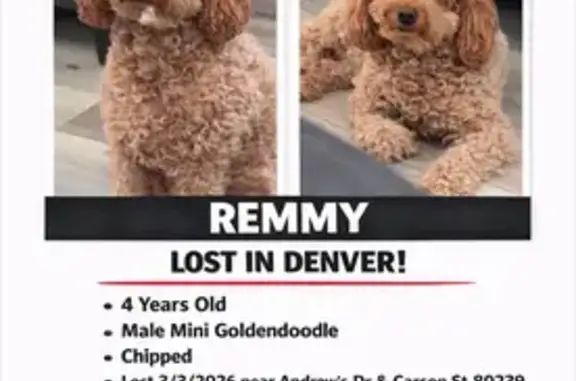 Lost Собака, Denver, Colorado - male with brown curly fur - photo