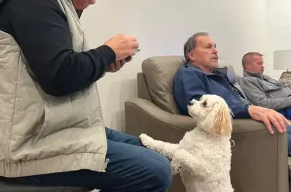 Lost Собака Female, Cedar Falls, Iowa - 20 pound Cavachon - photo