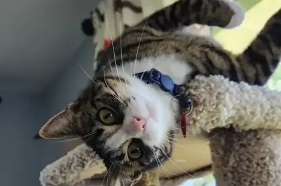 Missing cat Pontoon Beach, photo: Lost Кошка, Female, Osprey Drive, 408, Pontoon Beach - Grey and White Tabby