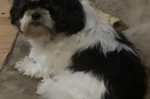 Lost Собака, Female, Wolfe Avenue, Marion - black and white Pekapoo - photo