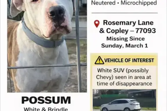 Lost Собака Male, Copley Lane, 11080, Houston - white with brindle on his body - photo