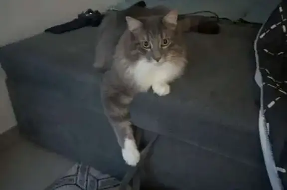 Chat perdu, Vénissieux, photo: Chat gris et blanc disparu à Vénissieux