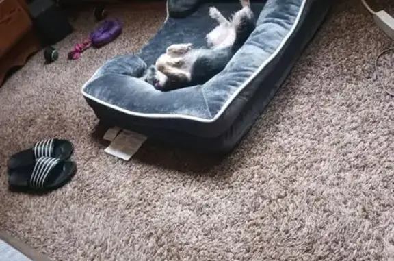 Lost Собака, Female, Park West Boulevard, 2021, Griffith - Pekingese mix - photo