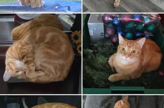 Lost Cat, Arborgate Circle, 117, Columbia - Female, Orange with distinctive markings - photo
