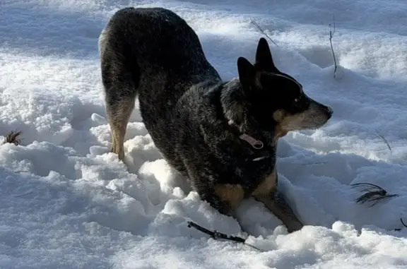 Lost Собака Female, Holcomb Street, 133, Simsbury Center - classic blue healer - photo