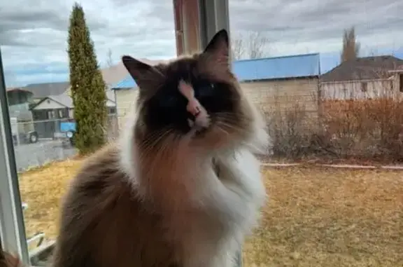 Missing cat Santaquin, photo: Lost кошка, 660 North, 85, Santaquin - long hair Ragdoll